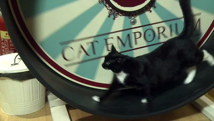 Il crée un album insolite pour apaiser les chats