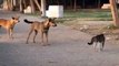 Mira la pelea entre un gato  y una  banda de perros