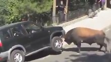 Un taureau s'en prend à un 4x4 en pleine rue.