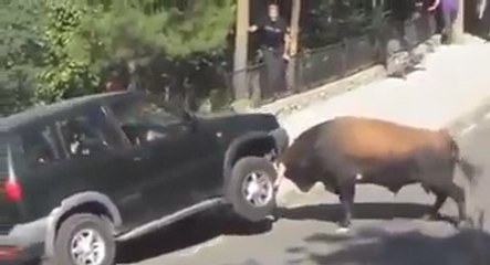 Un taureau s'en prend à un 4x4 en pleine rue.