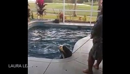 Une famille découvre un alligator géant dans leur piscine