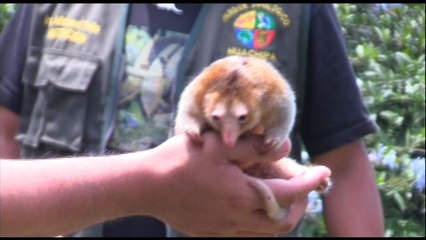 En Perú oso hormiguero más pequeño del mundo rompe récord de longevidad