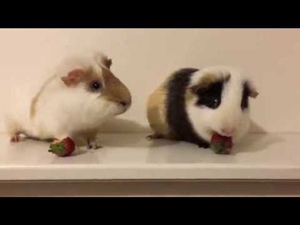 Guinea Pigs Nibble on Strawberries in Adorable Eating Competition
