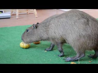 Pumpkin-Chewing Capybara Looking Forward to Halloween
