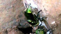 Mosca verde colocando ovos _Green fly laying eggs _ Mouche verte (Ornidia obesa)