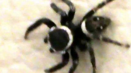 Aranha-papa-mosca _ jumping spider (Familia Salticidae)