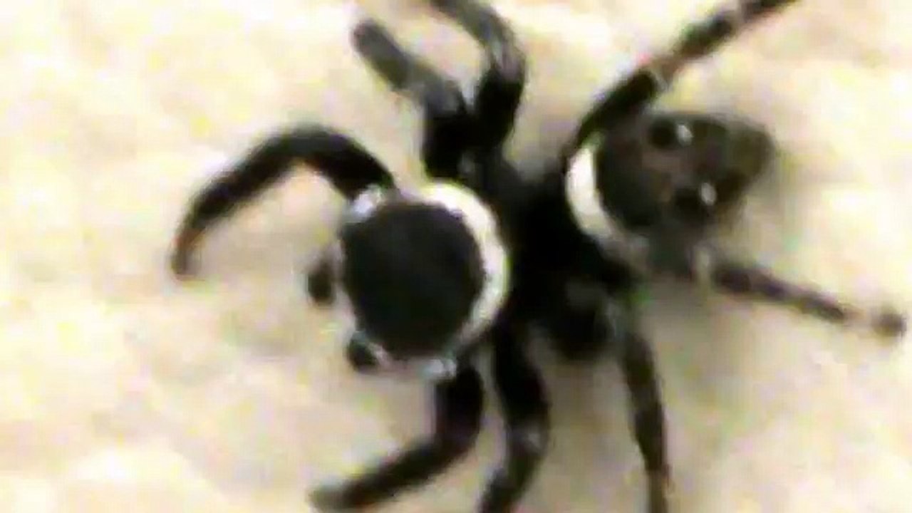 Aranha-papa-mosca _ jumping spider (Familia Salticidae)