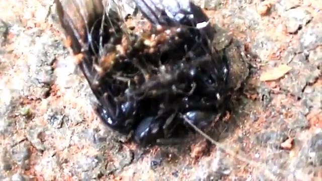 Luta entre abelhas _ Fight between bees (Trigona spinipes)