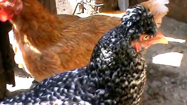 Galinhas (Gallus gallus domesticus)