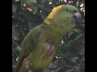 Bird Saying Allahu Akbar..