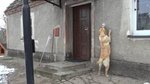 Dog Rings Doorbell