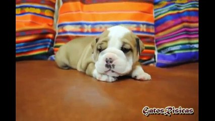 Los vídeos más divertidos de perros