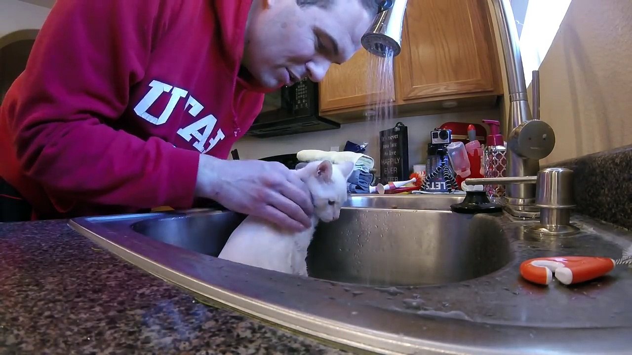 KITTEN BATH SUCCESS