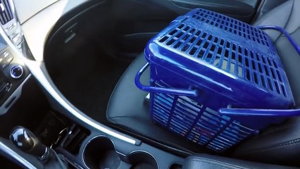 Frozen Kitten Vet Visit - Questions Answered