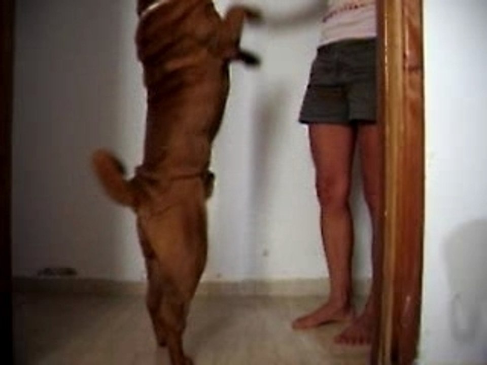 mumbai, chien de cirque