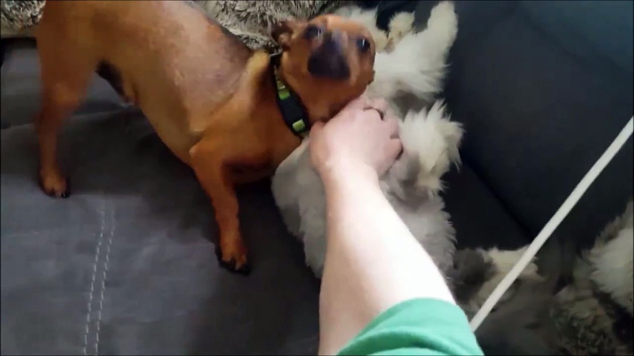 Un chien très jaloux! Aller arrête de caresser le chat...