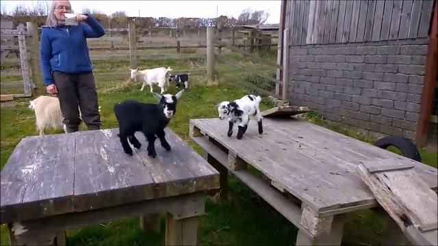 Bonne grosse gamelle de chèvre... Toujours marrant