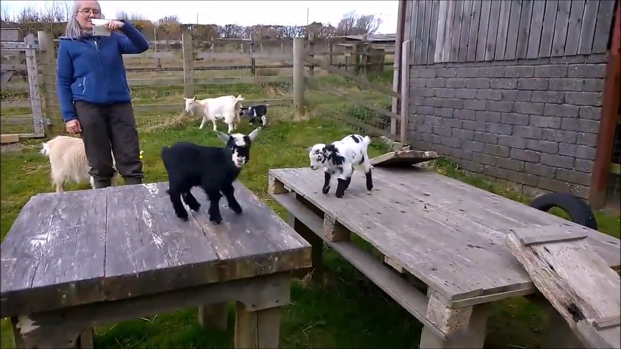 Bonne grosse gamelle de chèvre... Toujours marrant