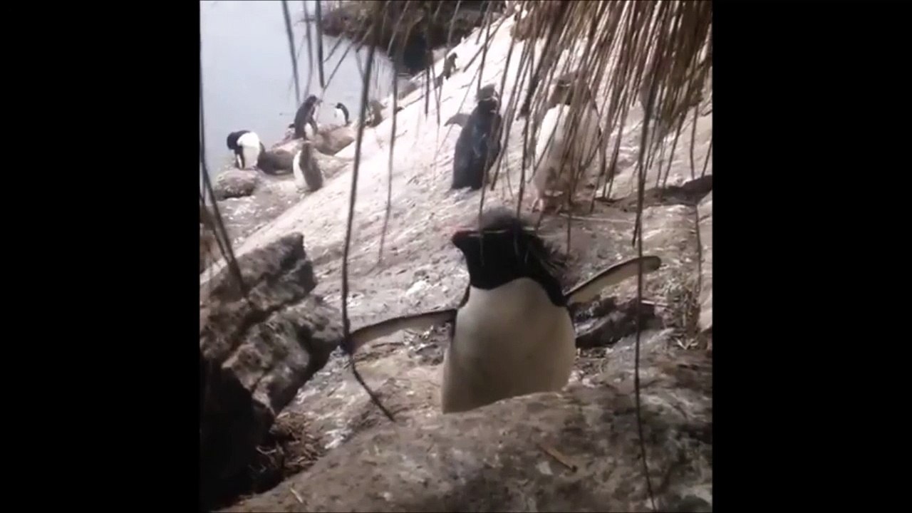 Un pingouin descend de la montagne .... Enfin il essaie! Gamelle énorme