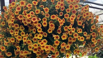 A Trip To Cameron Highlands |  Miguel Bay