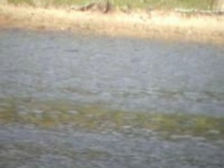 Baignade au Lac St Clément