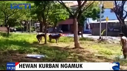 Kerbau Mengamuk Saat Disembelih