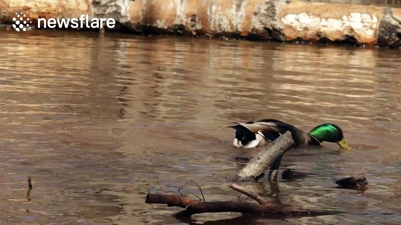 Mallard mating is really quite bizarre