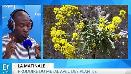 L’agromine, une technique pour produire des métaux à partir de plantes !