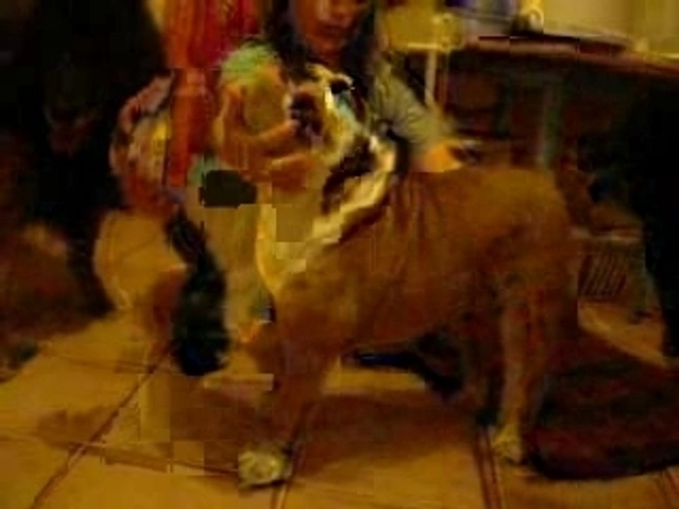 bartok entrainement statique