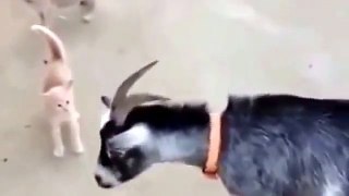 Funny Kitten Stands Up To Bully Goat 2016-5QPNuxceEAE