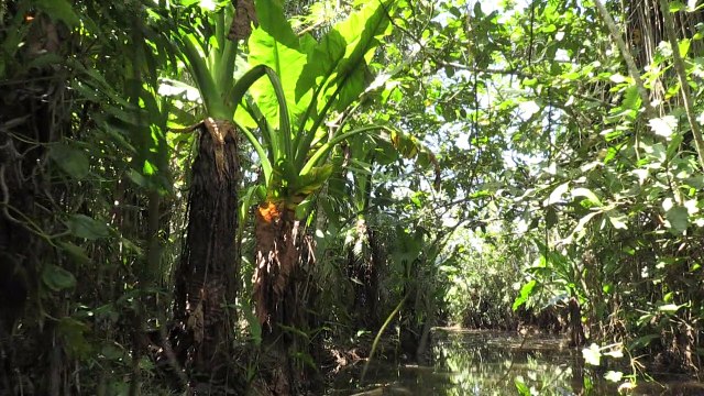 Madagascar: un sanctuaire privé pour les lémuriens menacés