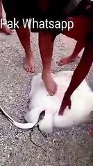 RARE FOOTAGE Stingray Giving Birth, Boy Delivers 12 Stingrays HD