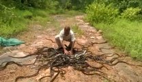 Crazy Moment Snake Catcher Releases Hundreds of Rat Snakes, Cobras and Vipers into Indian Forest