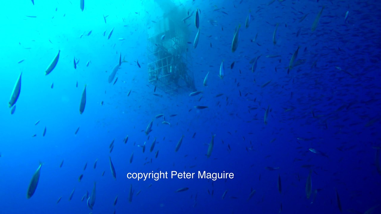 Un requin blanc se coince dans une cage de plongeurs !