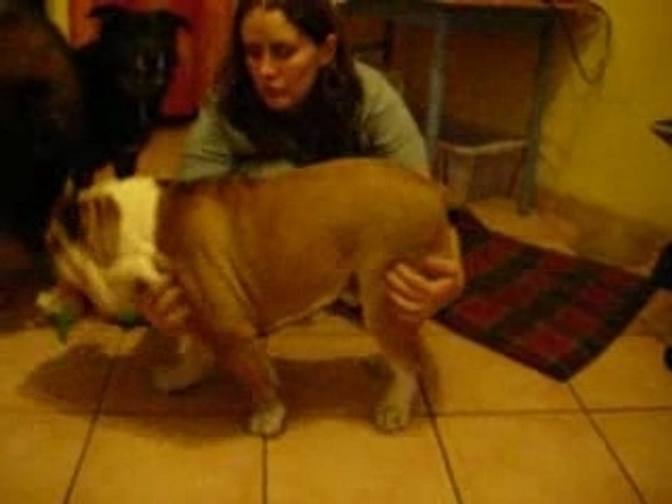 bartok entrainement statique