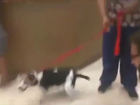 Cette chienne pousse des cris en imitant le bruit d'un vaisseau de Star Wars