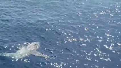 Marmaris'te Yarım Tonluk "Ay Balığı" Turistleri Şaşırttı