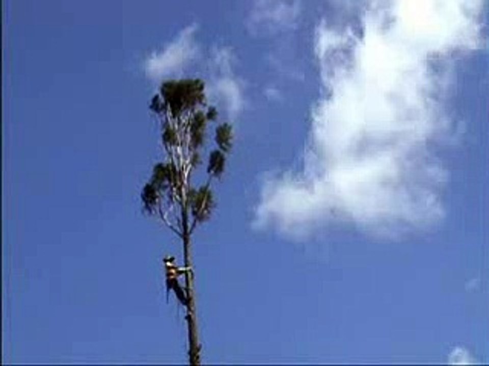 Dangerous tree cutting