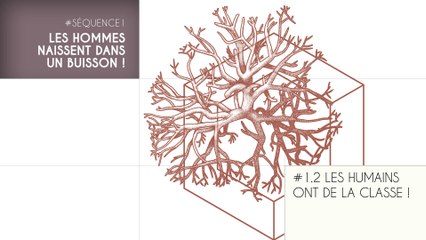 MOOC Les origines de l'Homme  - Sujet 1.2 : Les humains ont de la classe