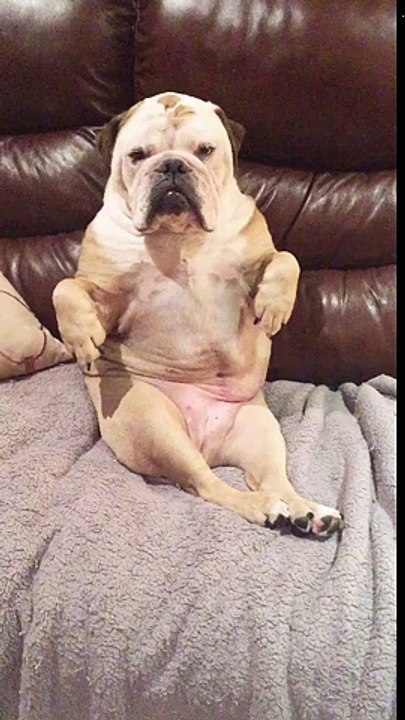 It's Nap Time Of The Way You Do This dog is very funny!