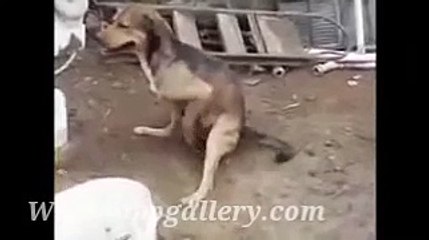 whatsapp latest funny videos dog firing bullets