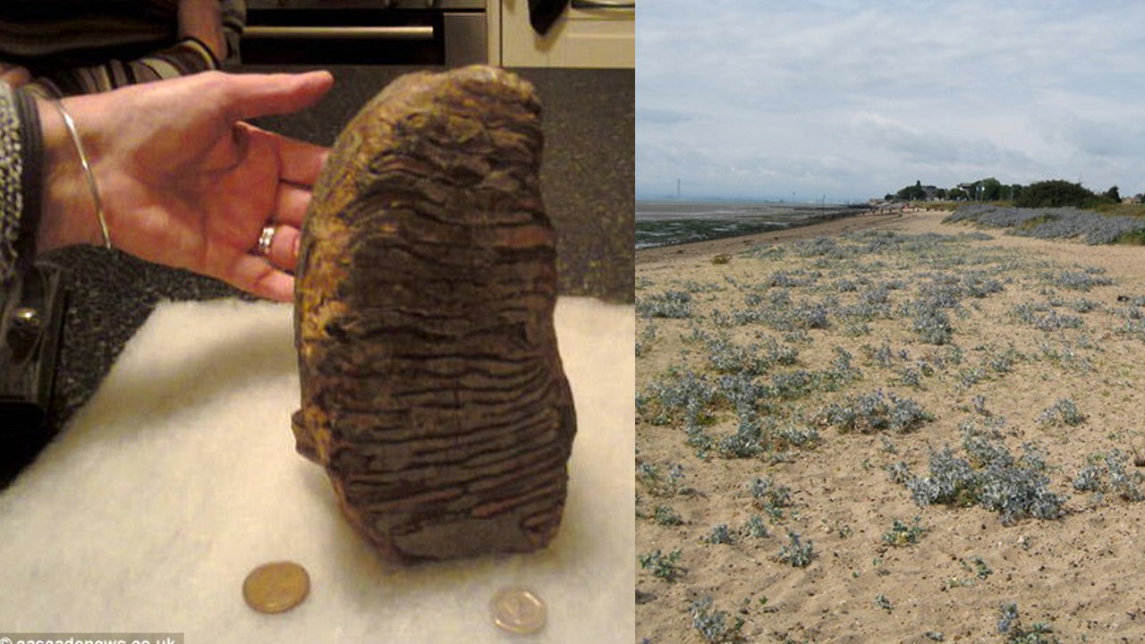 3 Million Years Old Mammoth Tooth Found In Essex Beach