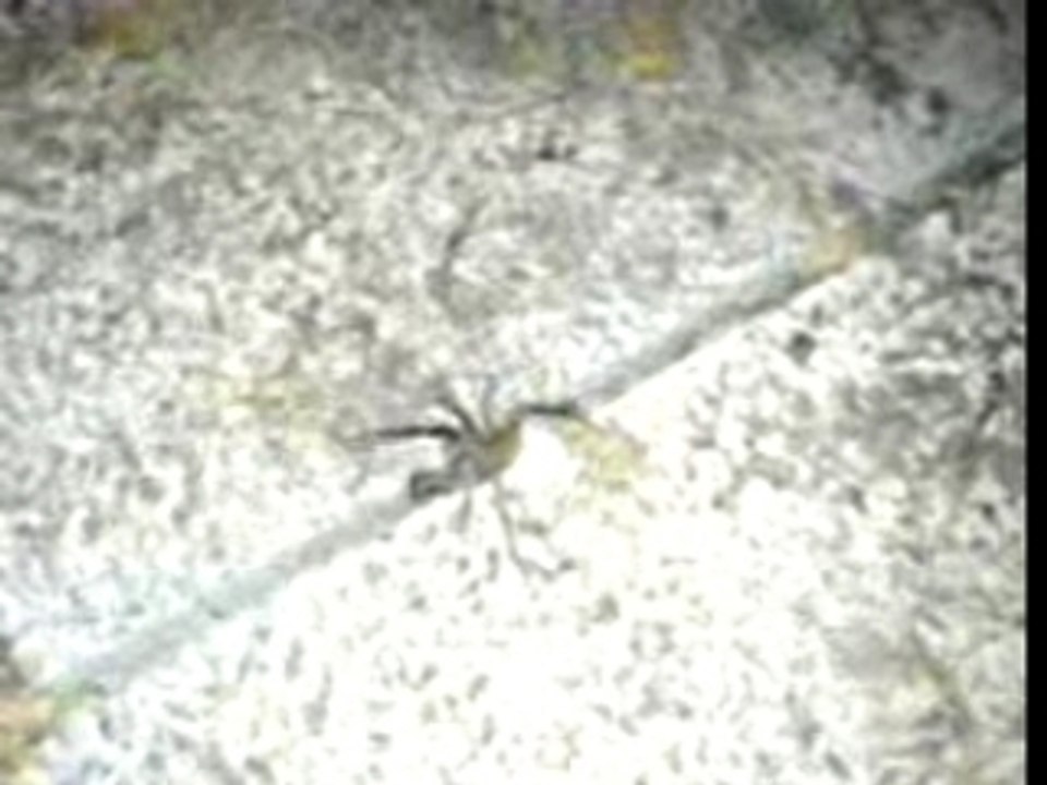 Araignée du soir... bonsoir