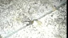 Araignée du soir... bonsoir