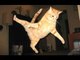 De drôles de chats n°2 | A mourir de rire | A Funny Cats Compilation