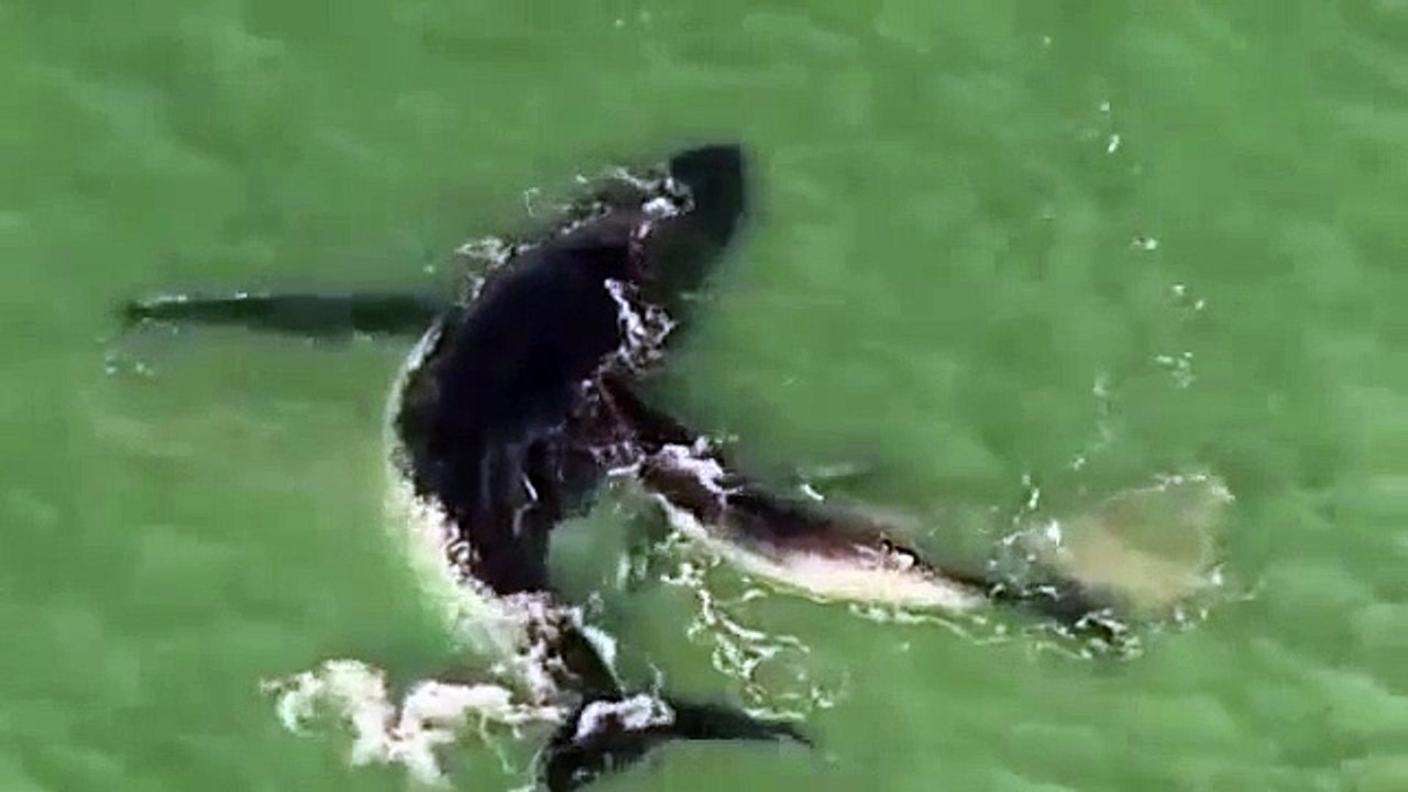 Un baleineau sauve sa mère baleine coincée sur le sable