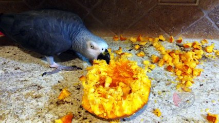 Einstein the Parrot destroys a Halloween pumpkin