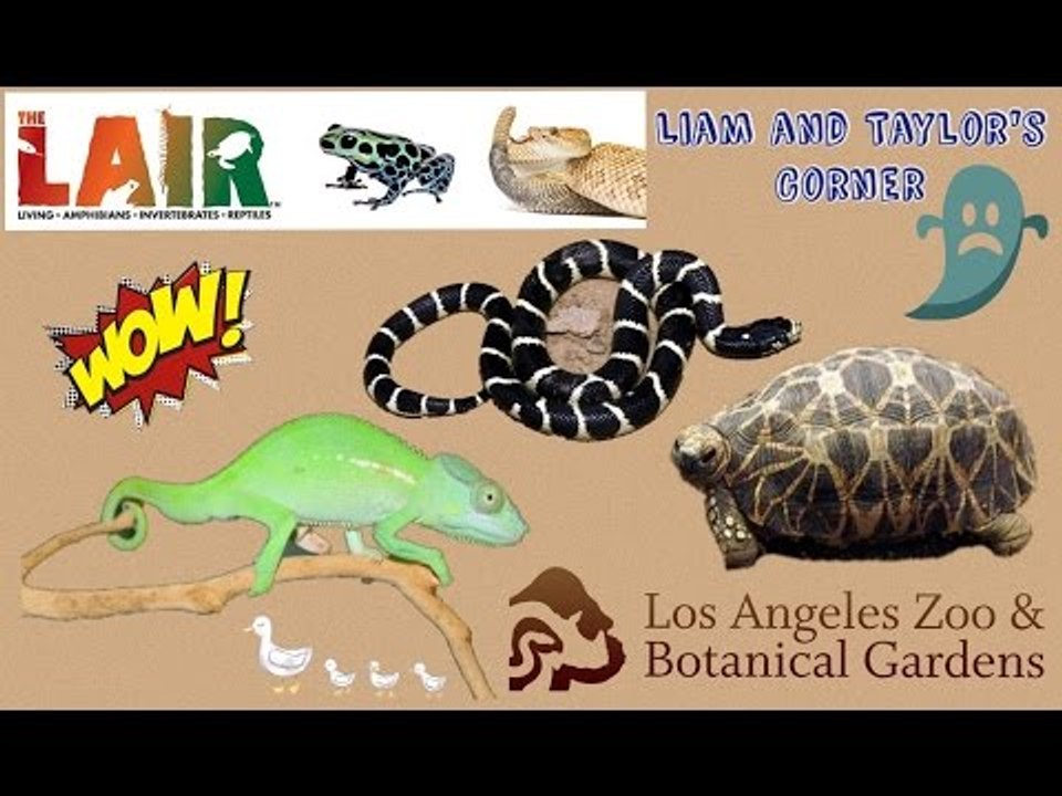 A day at the LOS ANGELES ZOO (pt 3) | Snakes Chameleon Tortoise Reptiles | Liam and Taylor's Corner