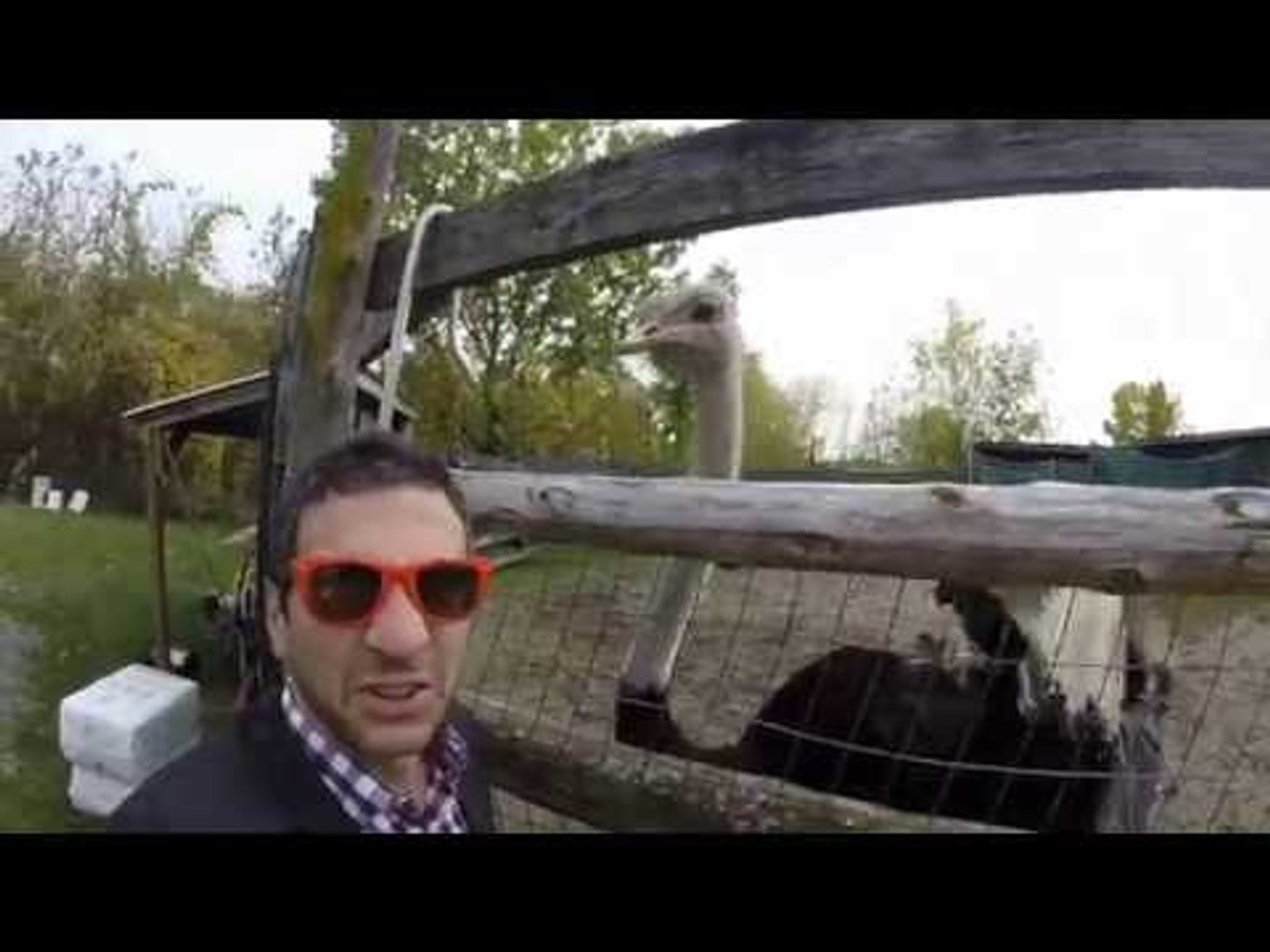 Man Visits Ostrich Farm for a Special Reason