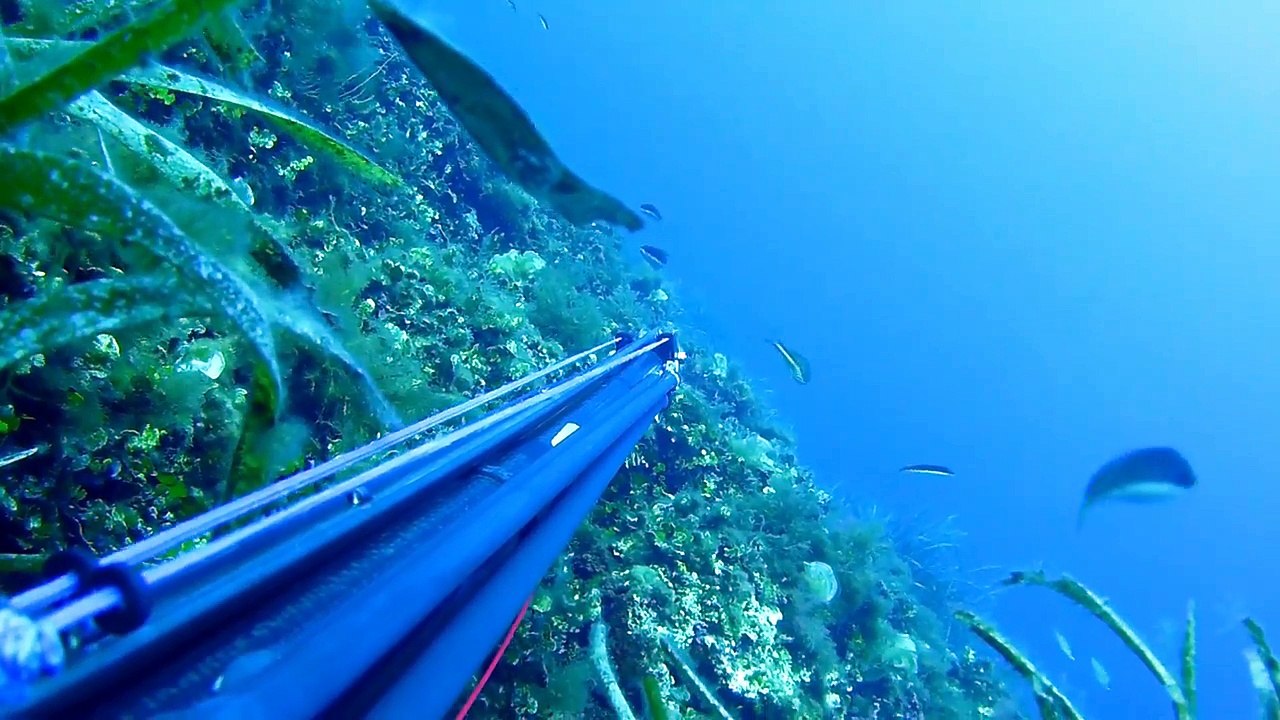 Chasse sous marine Marseille passion denti